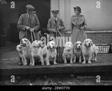 Clumber Spaniels au Kennel Club Show au Crystal Palace . M. Cape's Clumber Spaniels . 9 octobre 1935 Banque D'Images