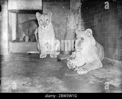 Les petits lions du zoo célèbrent leur premier anniversaire . Bess et Ann , les petits lions nés de Patricia , célèbrent leur premier anniversaire au zoo de Londres . Après avoir réussi la première année critique , les autorités du zoo , espèrent maintenant que les petits vont se développer en fortes lionnes . Bien que douze mois et vivant à côté de leur père , Simba , les petits ne l'ont jamais vu , car Patricia a été séparée de son compagnon depuis la naissance de ses bébés . Photos , Bess et Ann , les petits lions du zoo de l' année , jouant dans leur cage au zoo de Londres . 18 juin 1936 Banque D'Images