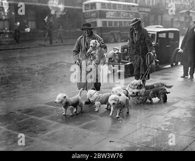 Terriers arrivent pour le spectacle national . Le salon national du Terrier Club a ouvert ses portes à Olympia . L'honorable Mme S Hood arrive avec ses terriens des Highlands de l'Ouest . 9 janvier 1936 Banque D'Images