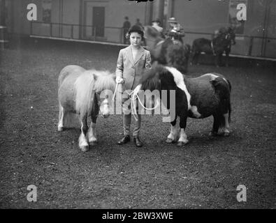 Shetland primé au National Pony Show . Le salon de la National Pony Society a ouvert ses portes au Royal Agricultural Hall , Islington . Photos , Mlle Virginia Dackson Holding . 12 mars 1937 Banque D'Images