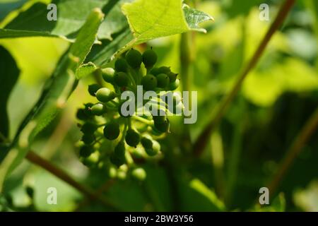 Gros plan des plantes vertes. Photo de haute qualité, beaux raisins Banque D'Images