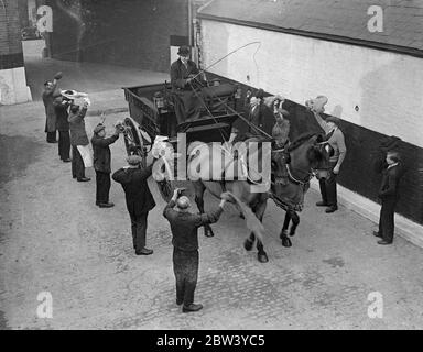 Chevaux entraînés à Londres pour la procession du Couronnement. Des chevaux sont entraînés au dépôt de Peckham de Thomas en train de labourer pour le Couronnement. Les tilling ont pratiquement le monopole des chevaux d'État pour les plus élevés. 150 de leurs chevaux seront dehors le jour du couronnement, environ 50 d'entre eux en fait dans la procession du couronnement où ils dessineront les entraîneurs de pairs et d'autres membres de l'aristocratie britannique. La ruée a été si grande que les gens qui n'ont pas déjà réservé ne sont pas susceptibles d'obtenir des chevaux du tout pour dessiner leurs entraîneurs . Photos : le travail de scking représentant les drapeaux et le bunking Banque D'Images