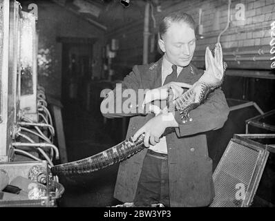 Peter, l'alligator, aime être câlin! Peter, alligator du zoo de Londres, âgé de six ans, aime être nourri par son gardien, A. Wilson, de la maison de repos. Peter est toujours dans le meilleur de l'humour quand dans les bras de Keeper Wilson et va souvent dormir niché contre son épaule. Photos montre: Peter chuckles avec plaisir dans les bras du gardien A. Wilson, qui est tickliing son ventre! 27 janvier 1937 Banque D'Images