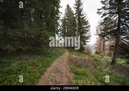 C'est le sommet de la spießhorn 1350m de haut dans la forêt noire du sud en Allemagne, sur le sommet il y a un pavillon d'observation. Banque D'Images