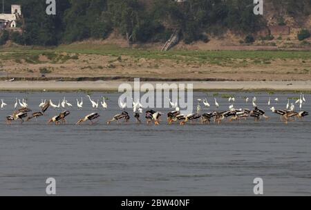 Prayagraj, Uttar Pradesh. 29 mai 2020. Prayagraj : un troupeau de poissons de porc et de héron capturés dans le Ganga, à Prayagraj, le vendredi 29 mai 2020. Credit: Prabhat Kumar Verma/ZUMA Wire/Alamy Live News Banque D'Images