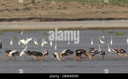 Prayagraj, Uttar Pradesh. 29 mai 2020. Prayagraj : un troupeau de poissons de porc et de héron capturés dans le Ganga, à Prayagraj, le vendredi 29 mai 2020. Credit: Prabhat Kumar Verma/ZUMA Wire/Alamy Live News Banque D'Images