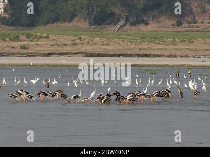 Prayagraj, Uttar Pradesh. 29 mai 2020. Prayagraj : un troupeau de poissons de porc et de héron capturés dans le Ganga, à Prayagraj, le vendredi 29 mai 2020. Credit: Prabhat Kumar Verma/ZUMA Wire/Alamy Live News Banque D'Images