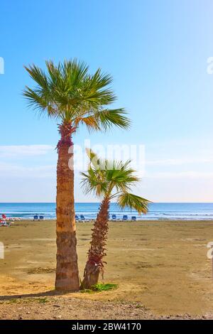 Palmiers au bord de la mer sur la plage de sable de la station balnéaire Banque D'Images