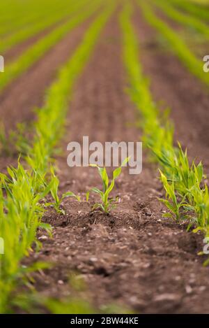 Jeunes semis de maïs en culture dans les champs agricoles cultivés. Banque D'Images