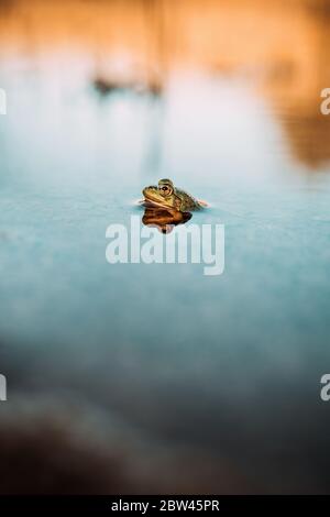 Macro gros plan détail d'une petite grenouille verte assise dans l'eau bleue réfléchissante Banque D'Images