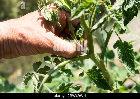 Pinçant une petite photo de tomate en cordon Banque D'Images