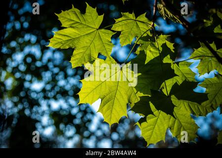 feuilles d'érable éclairées par le soleil au printemps Banque D'Images