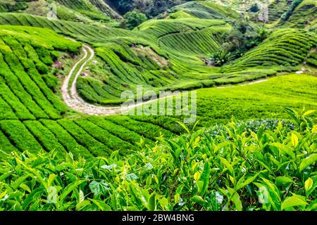 Les plantations de thé dans la région de Cameron Highlands, Pahang, Malaisie Banque D'Images