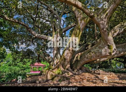 Moreton Bay Fig, arbre de ficus à Albert Park, centre-ville d'Auckland, Île du Nord, Nouvelle-Zélande Banque D'Images