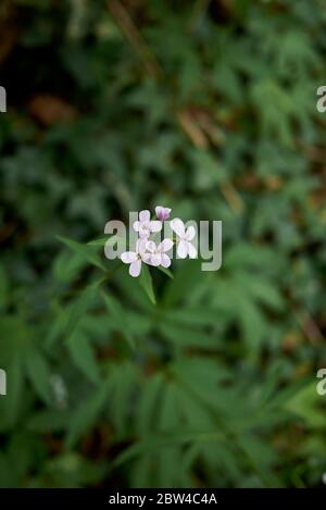 Cardamine bulbifera avec fleurs lilas Banque D'Images