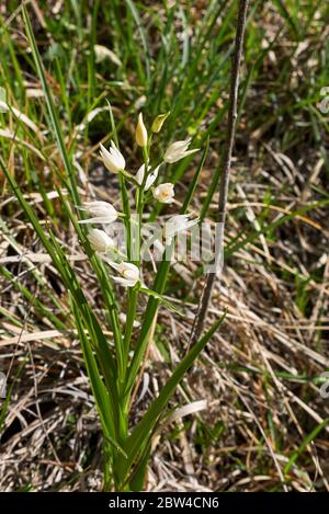 Fleurs blanches Cephalanthera longifolia Banque D'Images