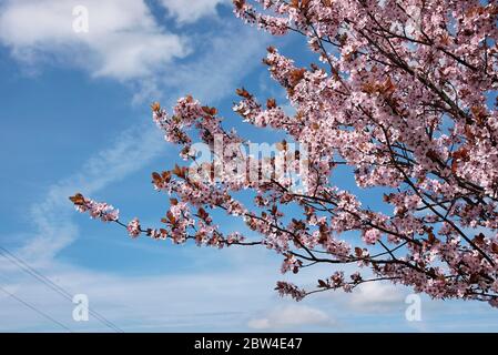 Prunus cerasifera nigra en fleur Banque D'Images