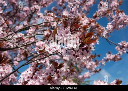 Prunus cerasifera nigra en fleur Banque D'Images