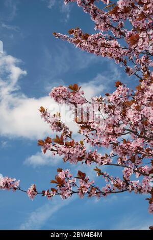 Prunus cerasifera nigra en fleur Banque D'Images