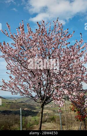 Prunus cerasifera nigra en fleur Banque D'Images