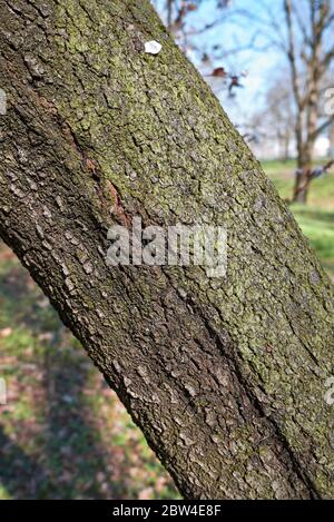 Prunus cerasifera nigra arbre écorce Banque D'Images