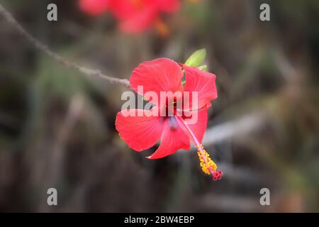 Gros plan d'une fleur rouge d'un hibiscus tropical sur fond sombre à l'intérieur des jardins botaniques de la Alameda, Gibraltar. Banque D'Images