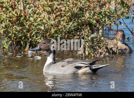 Mâle et femelle de Northern Pintail, Aas acuta, à la réserve naturelle nationale de Colusa, Californie Banque D'Images