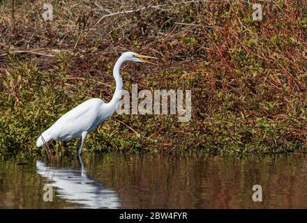 Great Egret, Ardea alba, chasse au bord d'un marais dans la réserve naturelle nationale de Colusa, Californie Banque D'Images