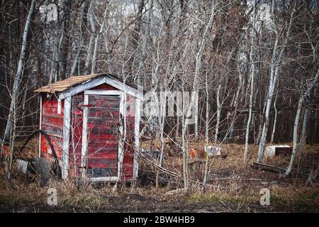 Un petit hangar de stockage abandonné, rouge et blanc, avec de vieux barils qui se trouvent autour de grands peupliers Banque D'Images