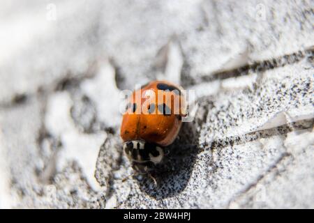 Coccinelle Banque D'Images