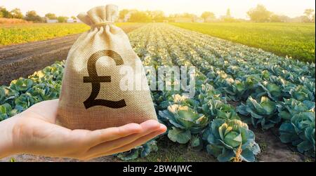 Agriculteur tenant un sac d'argent sur le fond des plantations de chou. Le développement de l'industrie agricole. Startups agricoles. Prêts et impor Banque D'Images