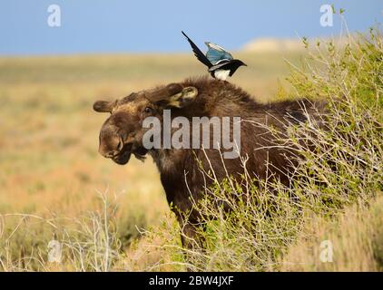 Un magpie à bec noir se trouve sur un jeune orignal à tête de taureau pour chercher des tiques au printemps, au Seedskadee National Wildlife Refugee le 15 mai 2020, dans le comté de Sweetwater, Wyoming. Banque D'Images