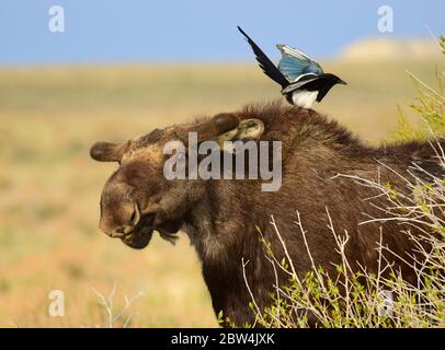 Un magpie à bec noir se trouve sur un jeune orignal à tête de taureau pour chercher des tiques au printemps, au Seedskadee National Wildlife Refugee le 15 mai 2020, dans le comté de Sweetwater, Wyoming. Banque D'Images