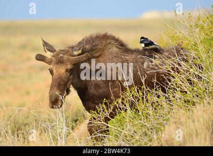 Un magpie à bec noir se trouve sur un jeune orignal à tête de taureau pour chercher des tiques au printemps, au Seedskadee National Wildlife Refugee le 15 mai 2020, dans le comté de Sweetwater, Wyoming. Banque D'Images