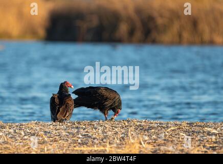 Turkey vautures, Cathartes aura, à la réserve naturelle nationale de Sacramento, Californie Banque D'Images