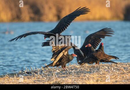 Turkey vautures, Cathartes aura, à la réserve naturelle nationale de Sacramento, Californie Banque D'Images