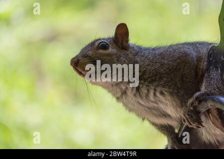 Vue rapprochée d'un écureuil gris perché sur un crochet de bergers. Arrière-plan flou. Banque D'Images