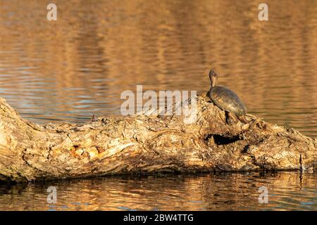 La tortue de l'étang du Nord-Ouest, Actinemys marmorata, se prélassez sur une bûche à la réserve naturelle nationale de Colusa, en Californie Banque D'Images