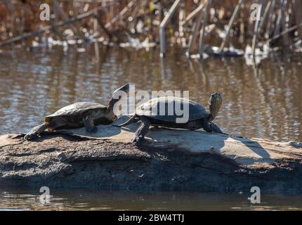 Northwestern Pond Turtles, Actinemys marmorata, se prélasser sur une bûche dans la réserve naturelle nationale de Sacramento, Californie Banque D'Images