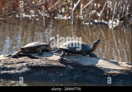 Northwestern Pond Turtles, Actinemys marmorata, se prélasser sur une bûche dans la réserve naturelle nationale de Sacramento, Californie Banque D'Images