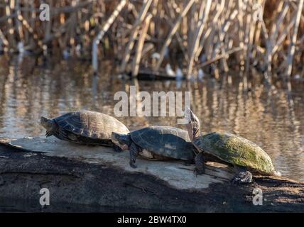 Northwestern Pond Turtles, Actinemys marmorata, se prélasser sur une bûche dans la réserve naturelle nationale de Sacramento, Californie Banque D'Images