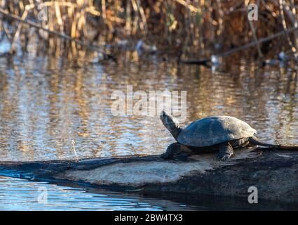 Northwestern Pond Turtle, Actinemys marmorata, se prélassent sur une bûche à la réserve naturelle nationale de Sacramento, Californie Banque D'Images