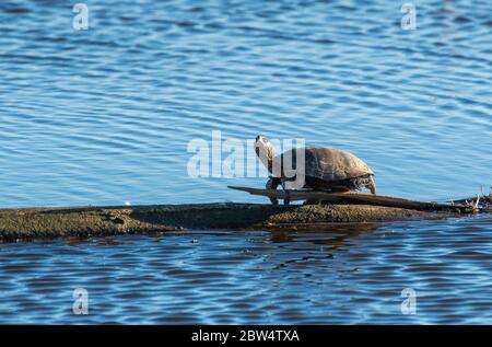 Northwestern Pond Turtle, Actinemys marmorata, se prélassent sur une bûche à la réserve naturelle nationale de Sacramento, Californie Banque D'Images