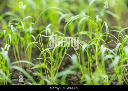 Plantes de l'aneth dans le jardin au printemps. Banque D'Images