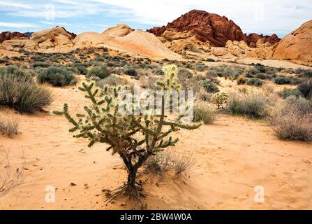 NV00198-00...NEVADA - UN cactus de la Jolla avec un fond de grès coloré près de Fire Canyon dans le parc national de la Vallée de feu. Banque D'Images