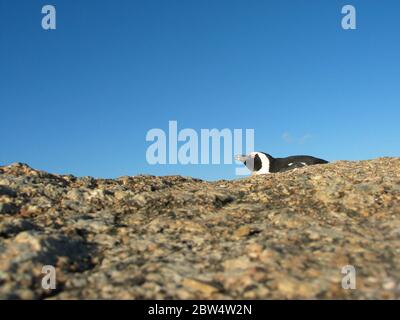 Un pingouin se faisant dorer au soleil du soir (espèce: Spheniscus demersus), colonie à la plage de Boulders, Afrique du Sud, le Cap, péninsule Sud. Banque D'Images