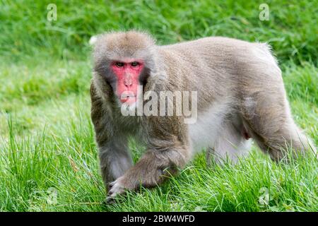 Macaque japonais / singe-neige (Macaca fuscata), originaire du Japon Banque D'Images