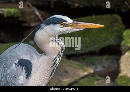 Héron gris / héron gris (Ardea cinerea), portrait en gros plan Banque D'Images