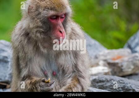 Macaque japonais / singe-neige (Macaca fuscata) portrait en gros plan de la femme, originaire du Japon Banque D'Images