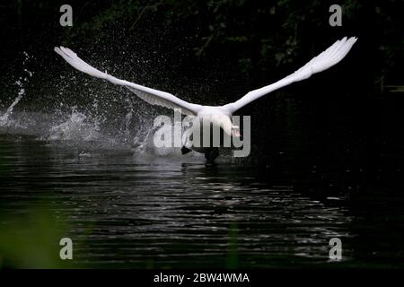 Mute Swan (Cygnus olor) Banque D'Images